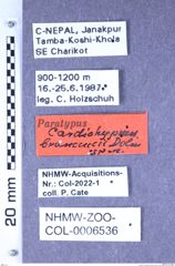 Etikette zu Cardiohypnus brancuccii (Dolin, 1992) (NHMW-ZOO-COL-0006536)